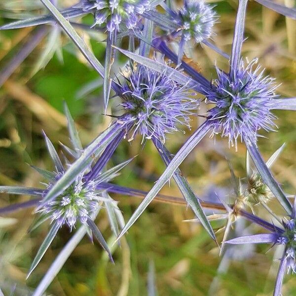 Eryngium amethystinum Kwiat