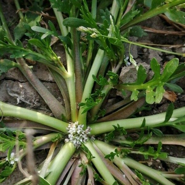 Lepidium squamatum Flower