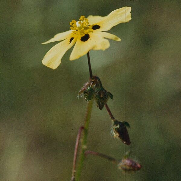 Tuberaria guttata Õis