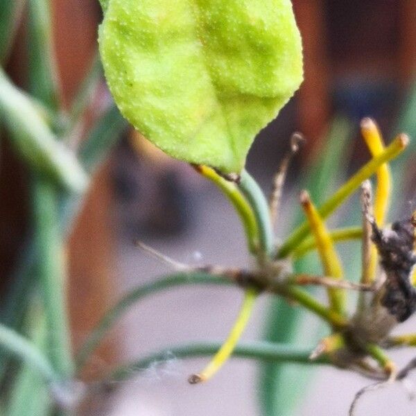 Iris domestica Fruit