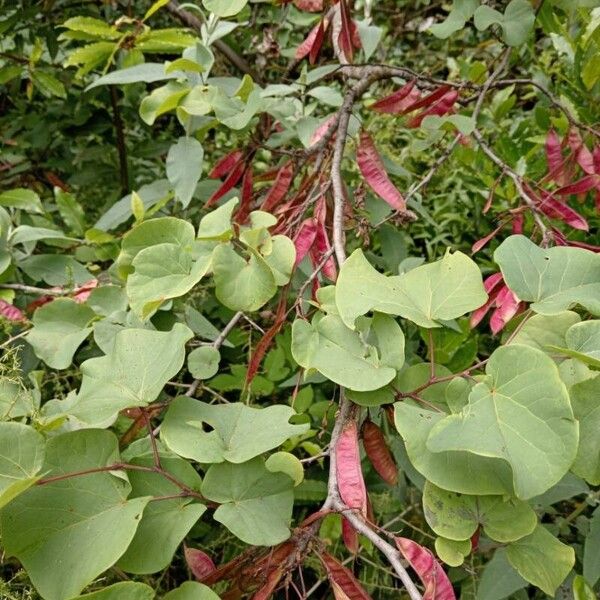 Cercis griffithii Fuelha