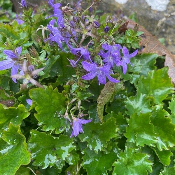 Campanula garganica Costuma