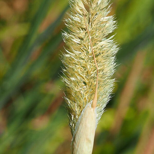 Phalaris paradoxa Kvet