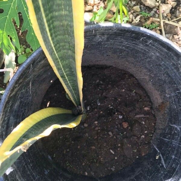 Sansevieria trifasciata Blad