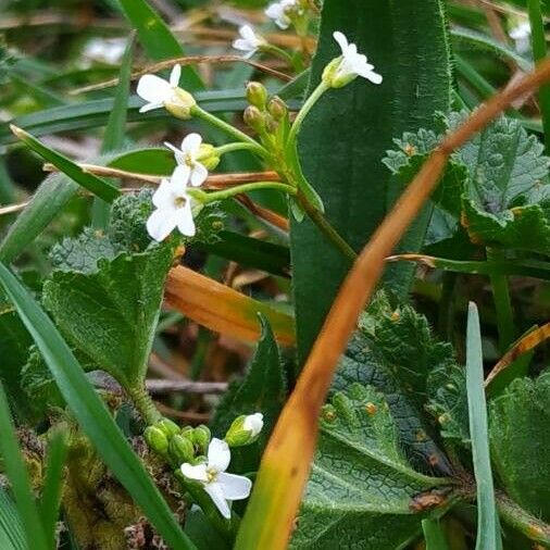 Calepina irregularis Žiedas