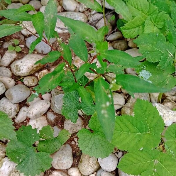 Persicaria hydropiper Лист