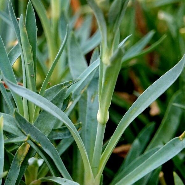 Dianthus caryophyllus Φύλλο