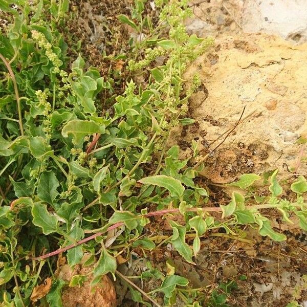 Rumex roseus Blad