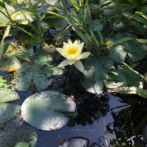 Nymphaea alba പുഷ്പം