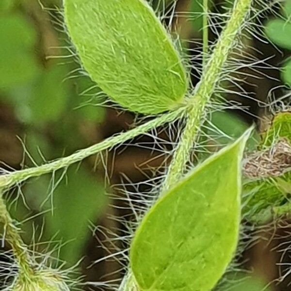 Evolvulus alsinoides Leaf