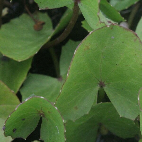 Centella erecta पत्ता