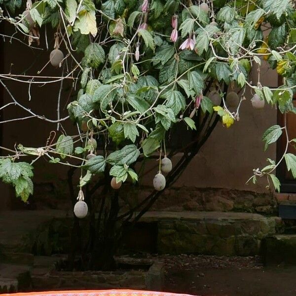 Passiflora tripartita Fruit