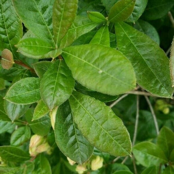 Rhododendron calendulaceum Folha