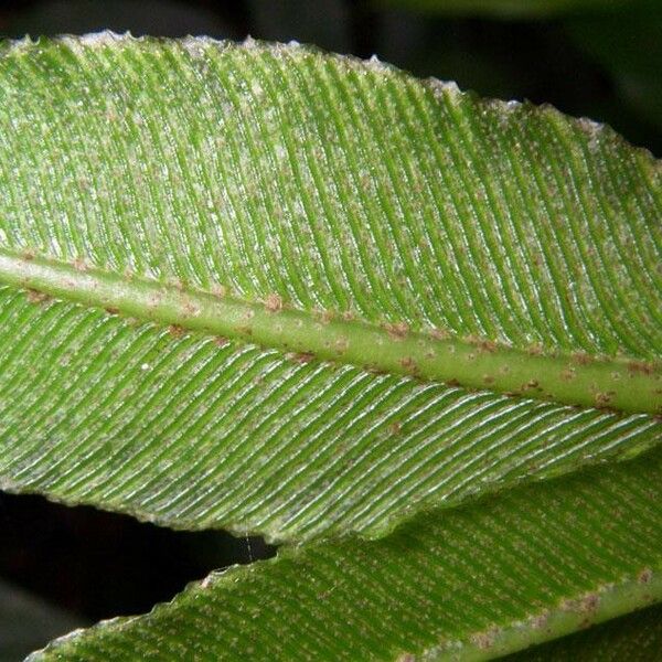 Danaea nodosa Leaf