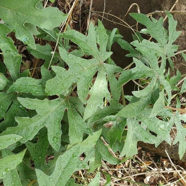 Adenia volkensii 葉