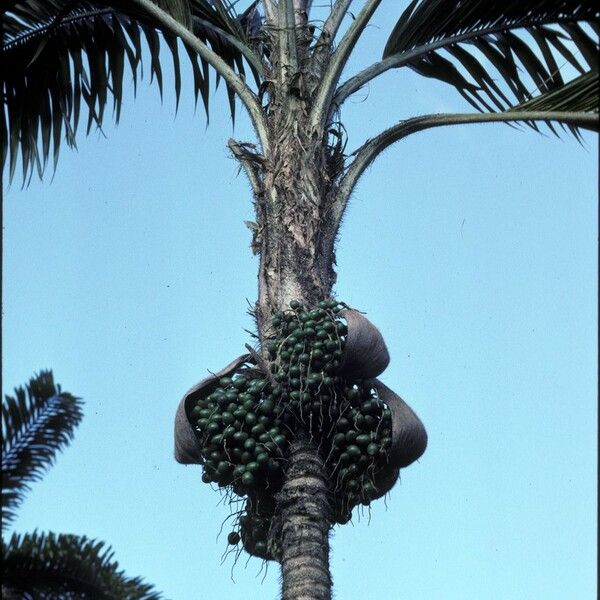 Bactris gasipaes Frucht