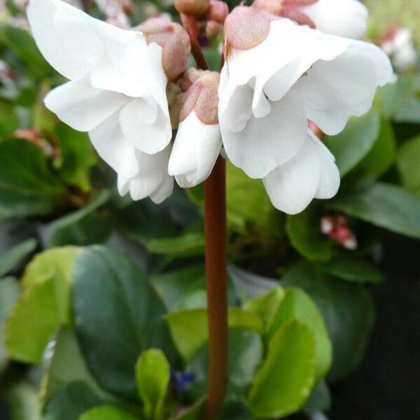 Pyrola rotundifolia Blüte