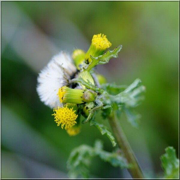 Senecio vulgaris फूल