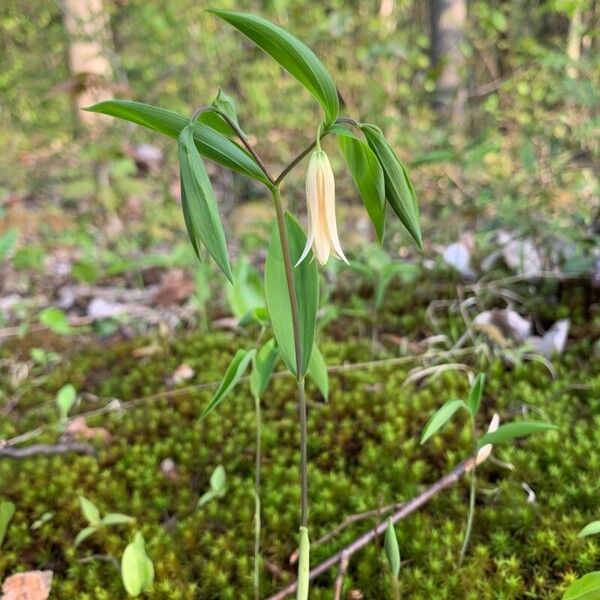 Uvularia sessilifolia ᱵᱟᱦᱟ