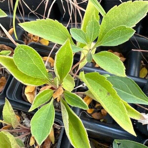 Rudbeckia subtomentosa Leaf