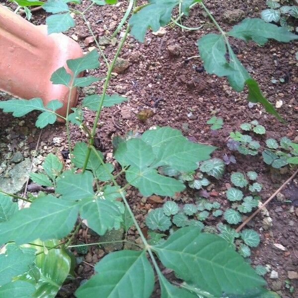 Cardiospermum halicacabum Blad