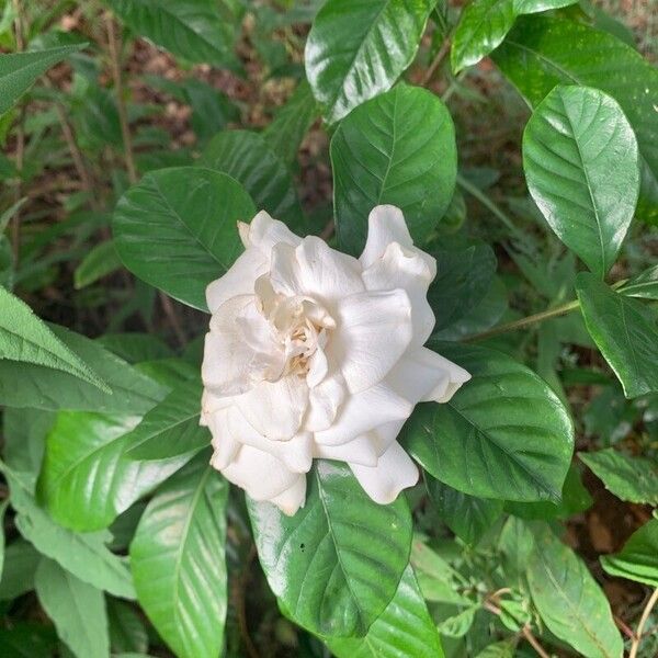 Gardenia jasminoides Flor