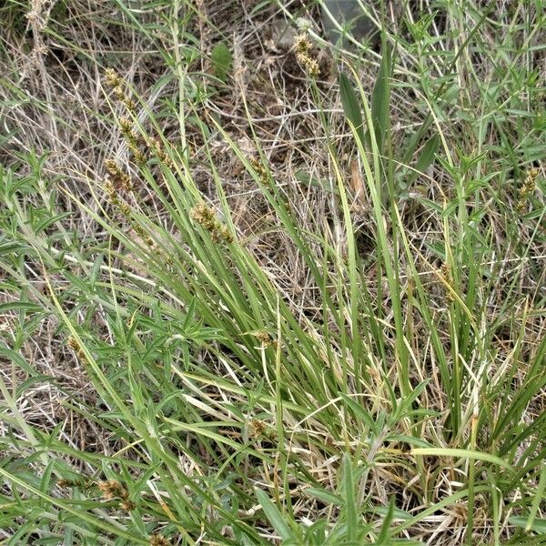 Carex diandra 整株植物