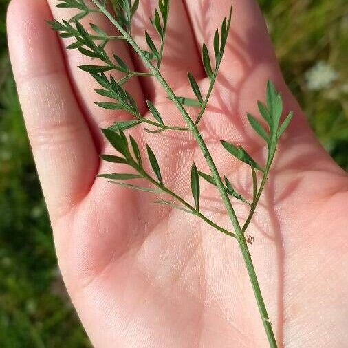 Daucus muricatus Leaf