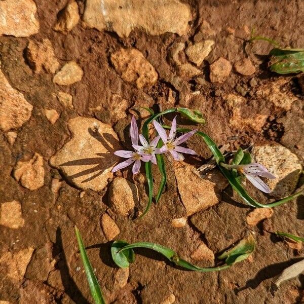 Colchicum cupanii Кветка