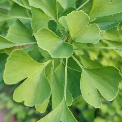 Ginkgo biloba Levél