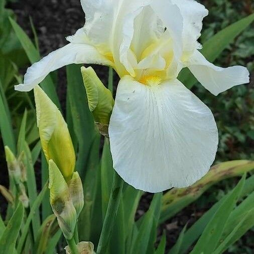 Iris albicans Kwiat