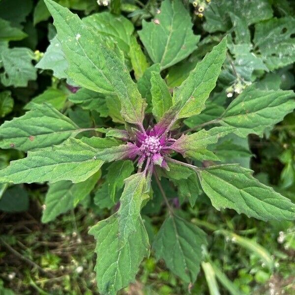 Chenopodium giganteum Leaf