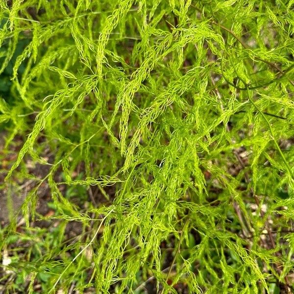 Asparagus racemosus Blad