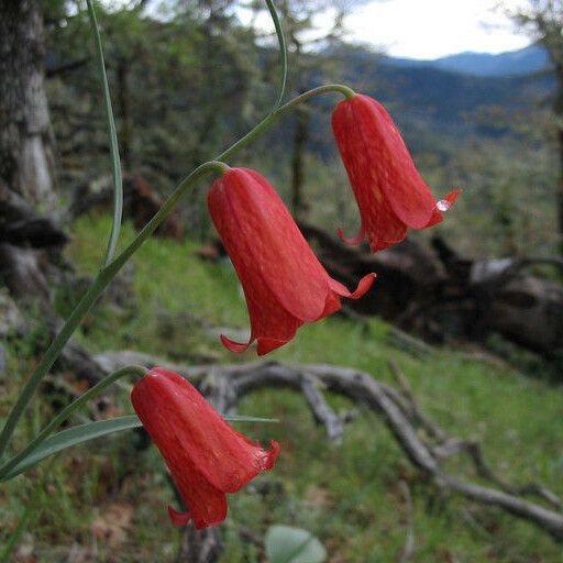 Fritillaria recurva Flower