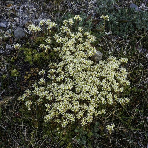 Saxifraga bronchialis Облик