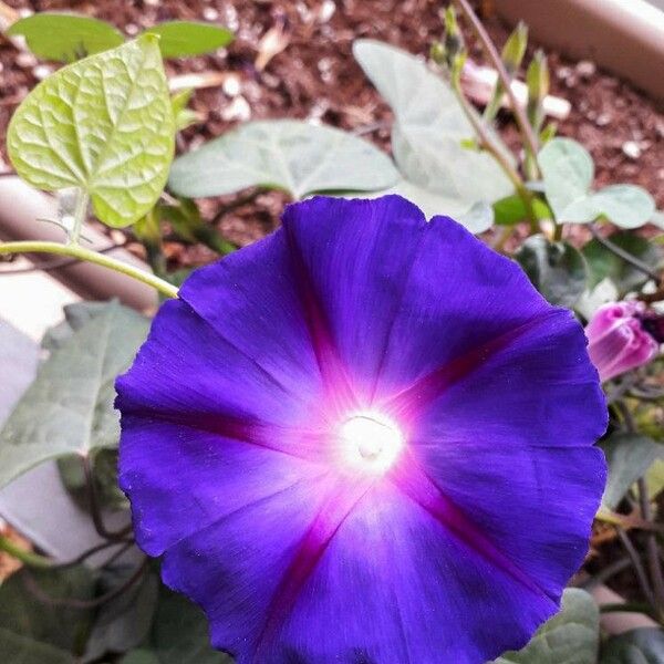 Ipomoea purpurea Floro