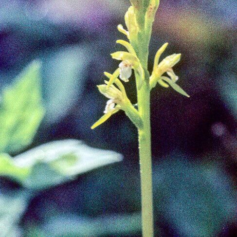 Corallorhiza trifida Kvet