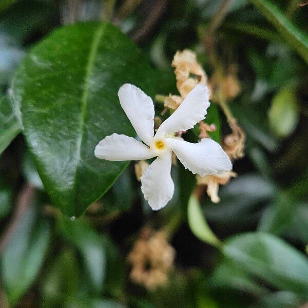 Trachelospermum jasminoides Bloem