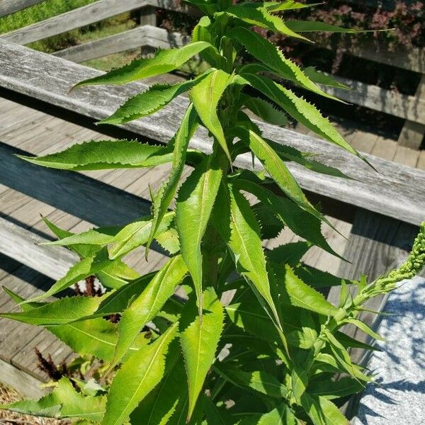 Lactuca canadensis Leaf