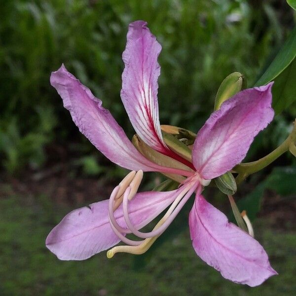 Bauhinia purpurea Blomst