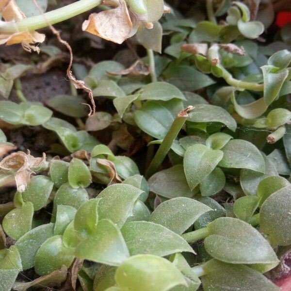 Callisia repens Leaf