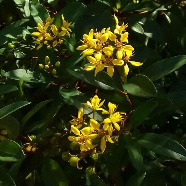 Galphimia glauca Flower