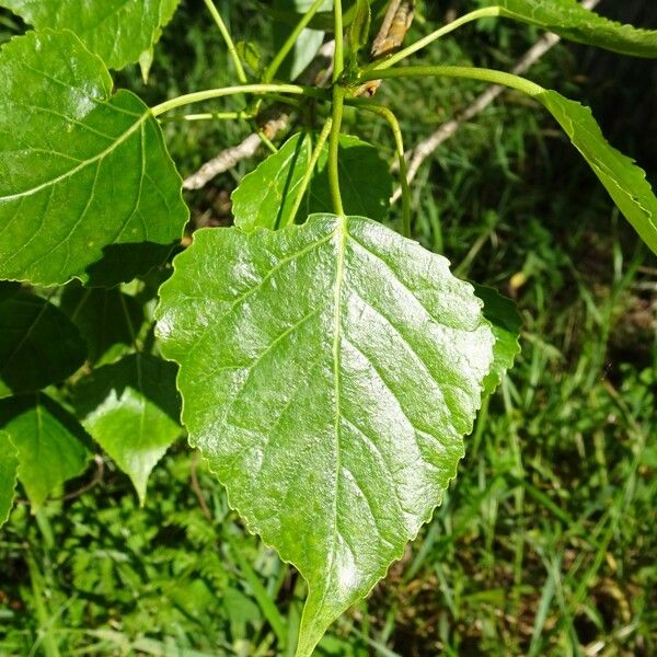 Populus nigra Fulla