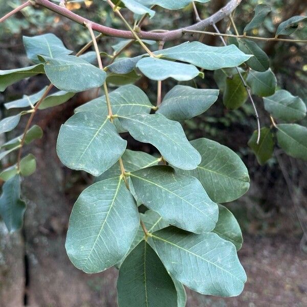 Ceratonia siliqua Blad