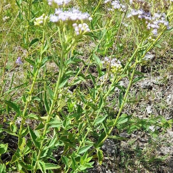 Chromolaena hirsuta Характер