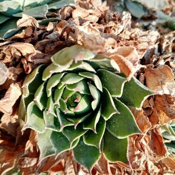 Sempervivum calcareum List