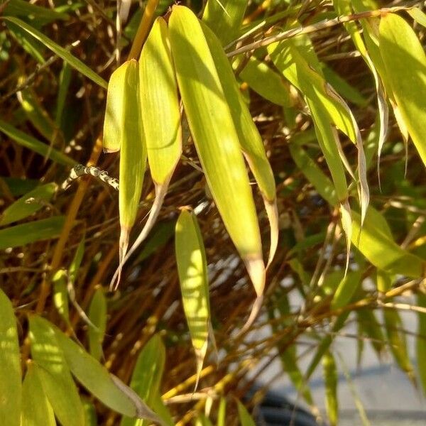 Phyllostachys aurea Blad