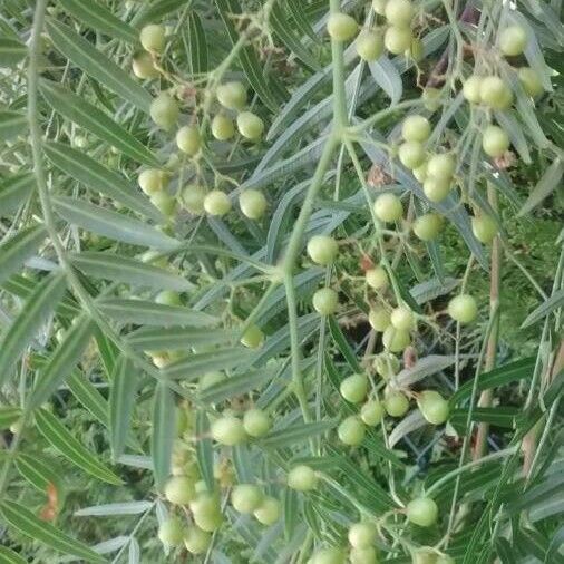 Schinus molle Fruit