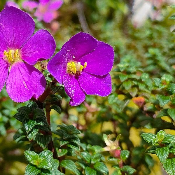 Chaetogastra ornata Flower