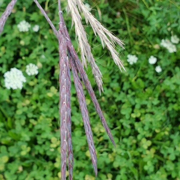 Andropogon gerardi Плід